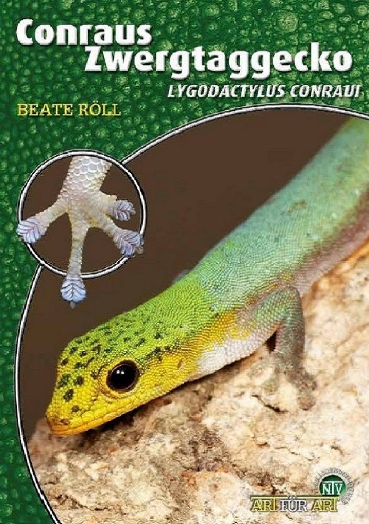 Conraus Zwergtaggecko